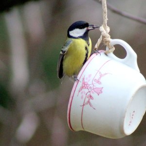 great_tit_teacup2.jpg