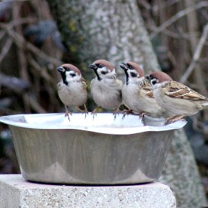 Sparrows_water_3Feb2019.jpg