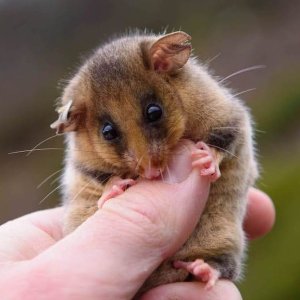 Mountain-Pygmy-Possum-by-Andy-Wettenhall.jpg