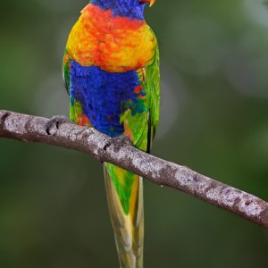 Rainbow_lorikeet.jpg