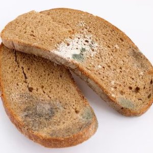 stale moldy bread.jpg