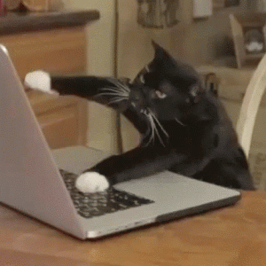 Cat+typing-3225470516.gif