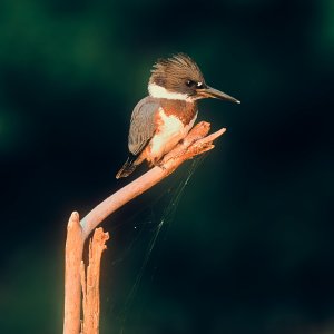 kingfisher-0267-24-08-04.jpg