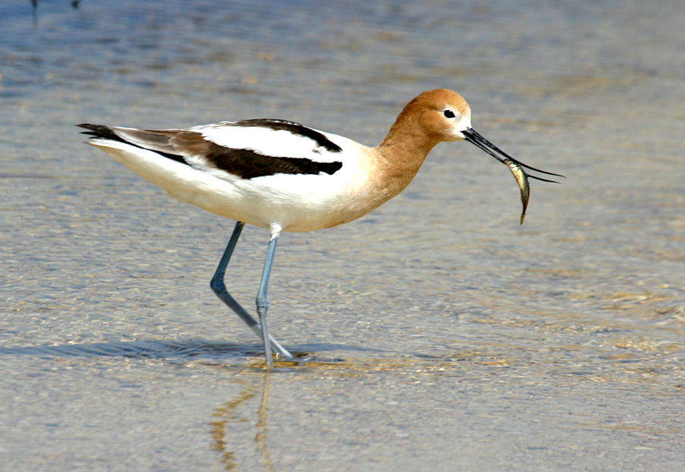 0-am-avocet.jpg