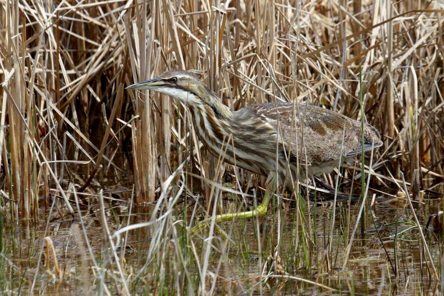 0-bittern.jpg