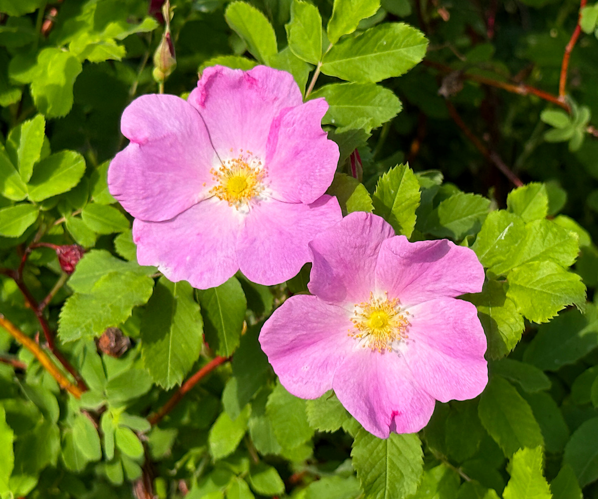 0-wildrose.jpg