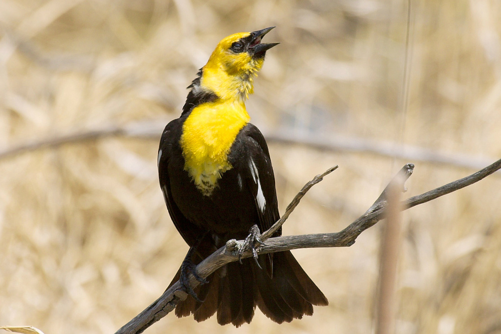 0-yellowhead.jpg