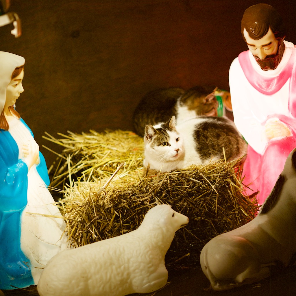 2018-12-21 | 5d4_2672.jpeg