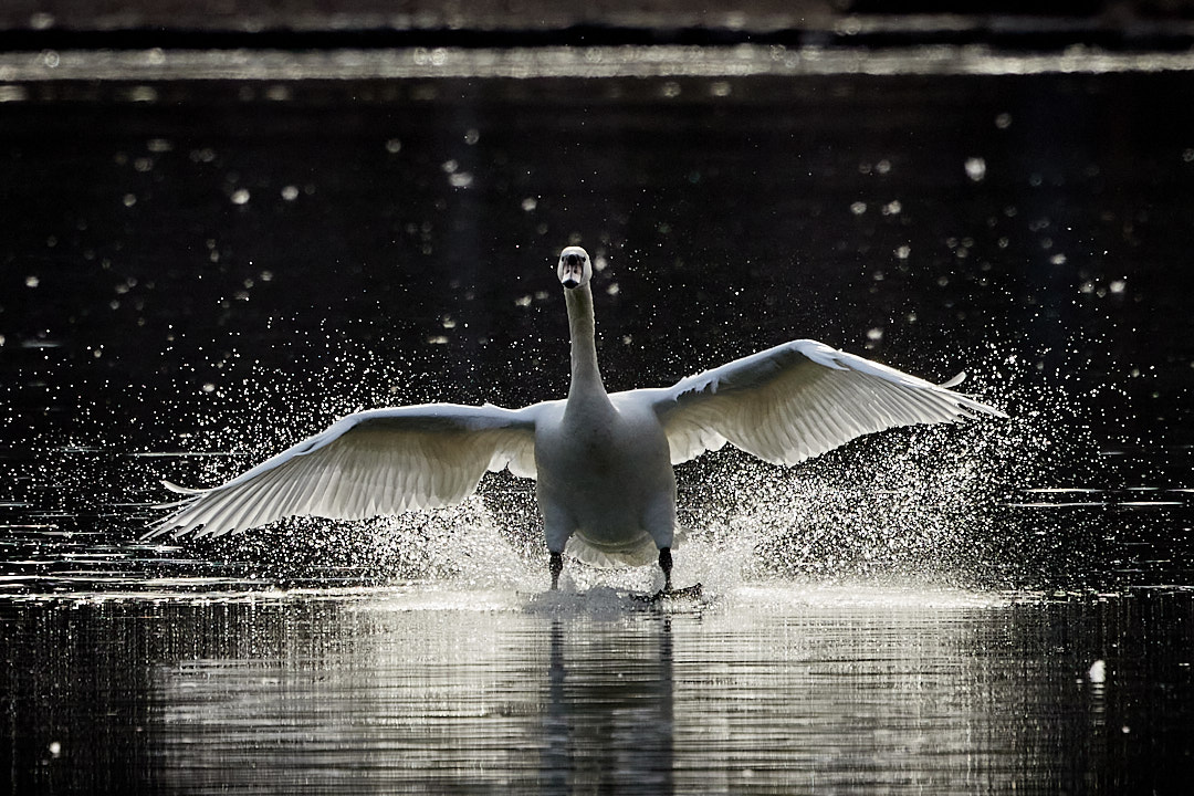 2023-02-05 ~ _r5_2787.jpeg