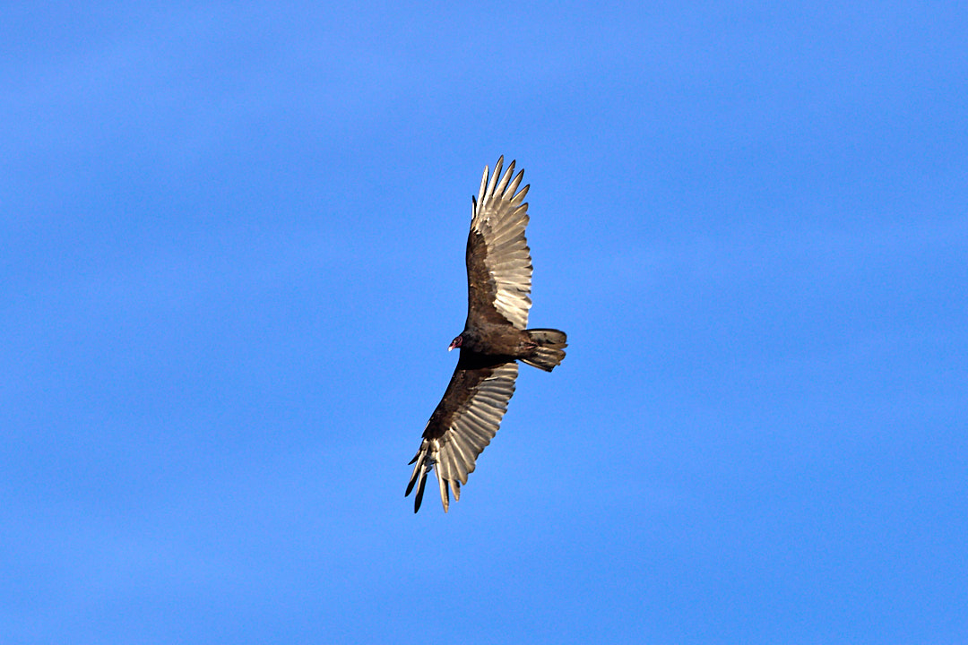 2024-10-12 ~ _R5_2475.jpg