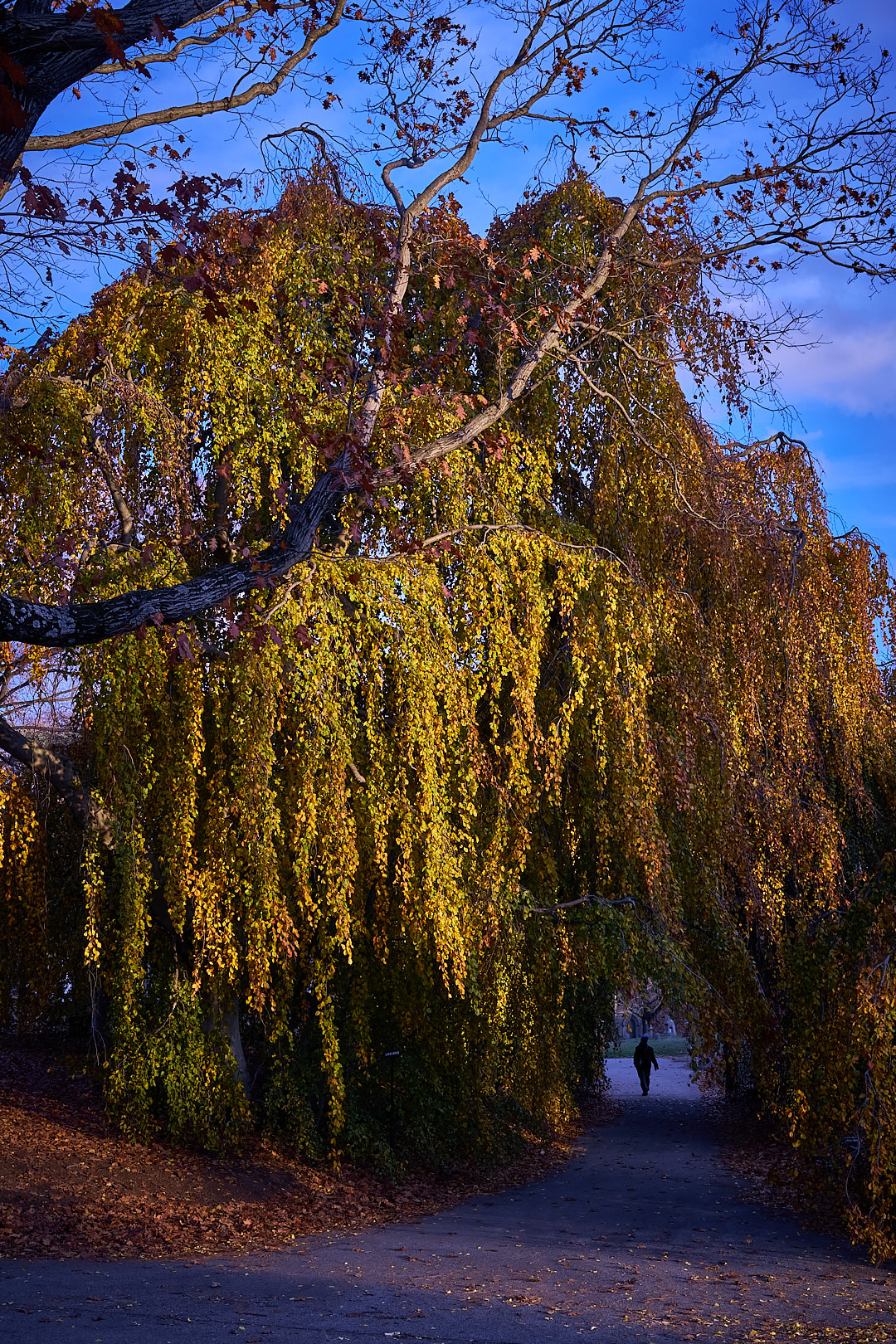 2024-12-01 ~ A7C01222.jpg