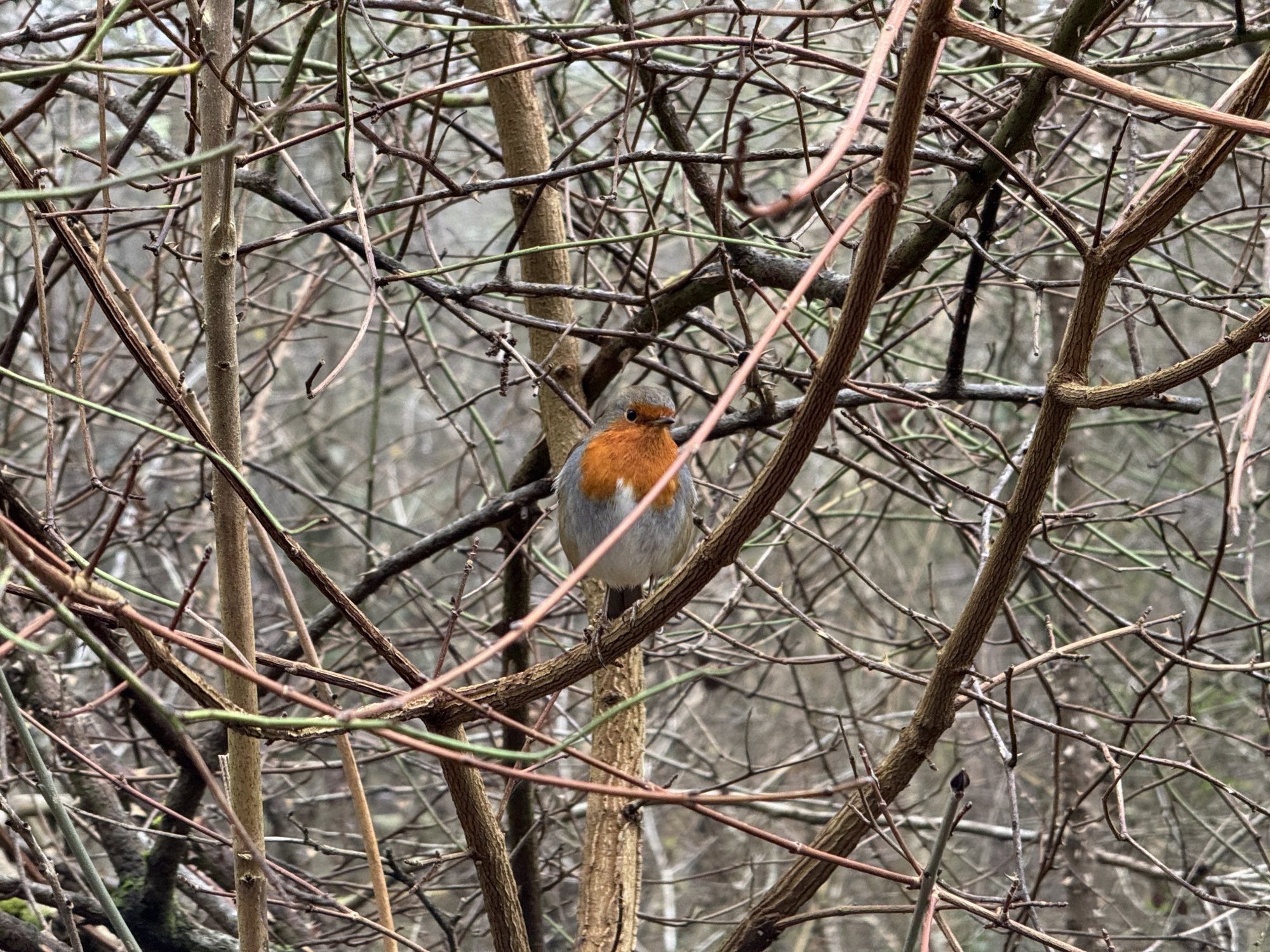 2024 - 29.12.24 - SOUTHWATER COUNTRY PARK - ROBIN_1.JPG