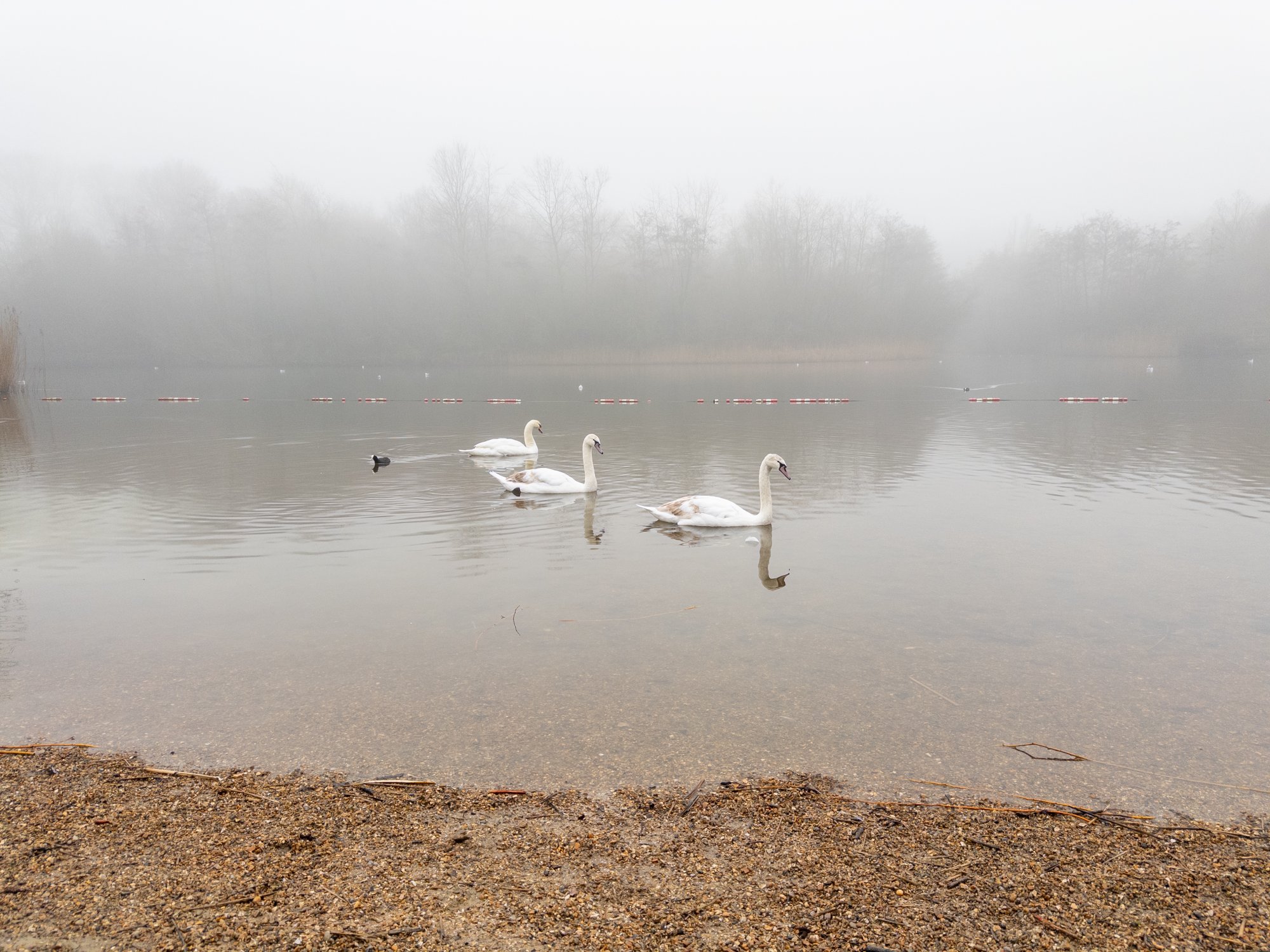 2024 - 29.12.24 - SOUTHWATER COUNTRY PARK - SWANS_4.JPG