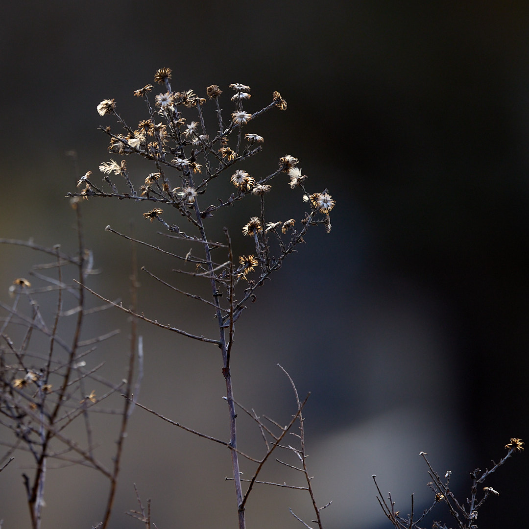 2025-02-05 ~ _R5_7105.jpg