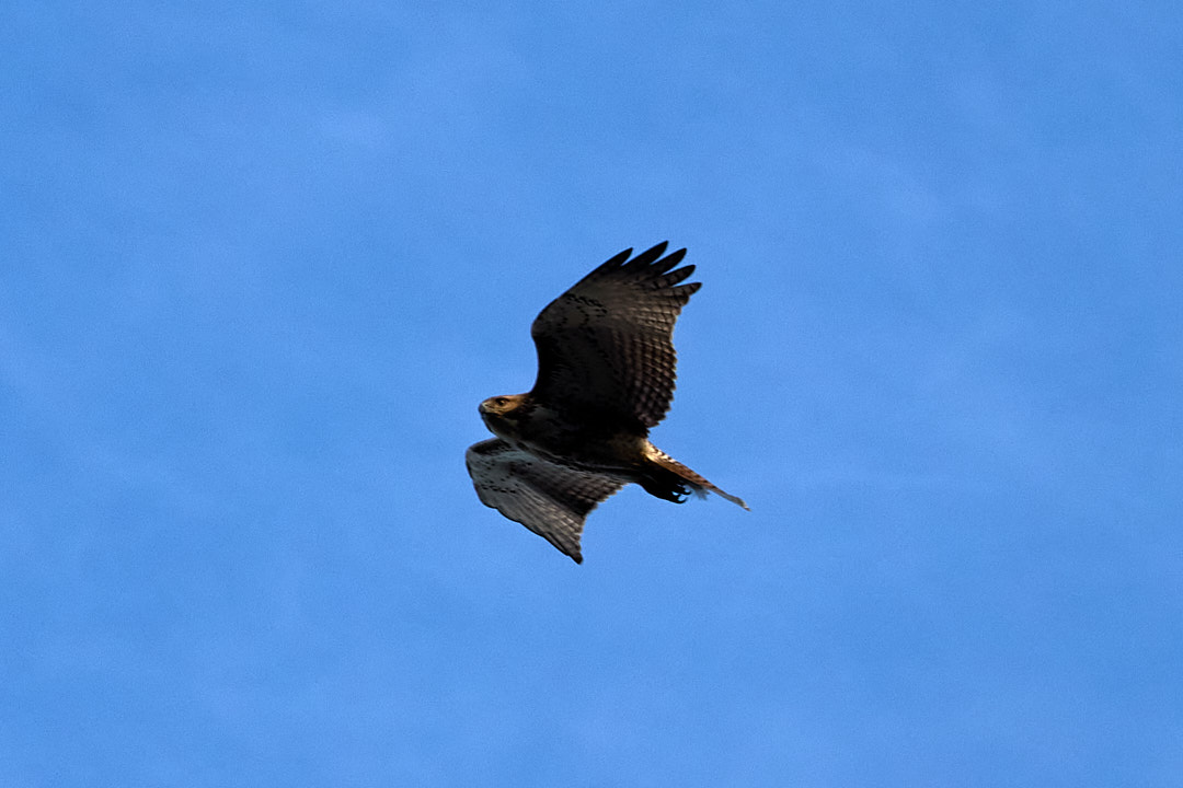 2025-02-07 ~ _R5_7818.jpg