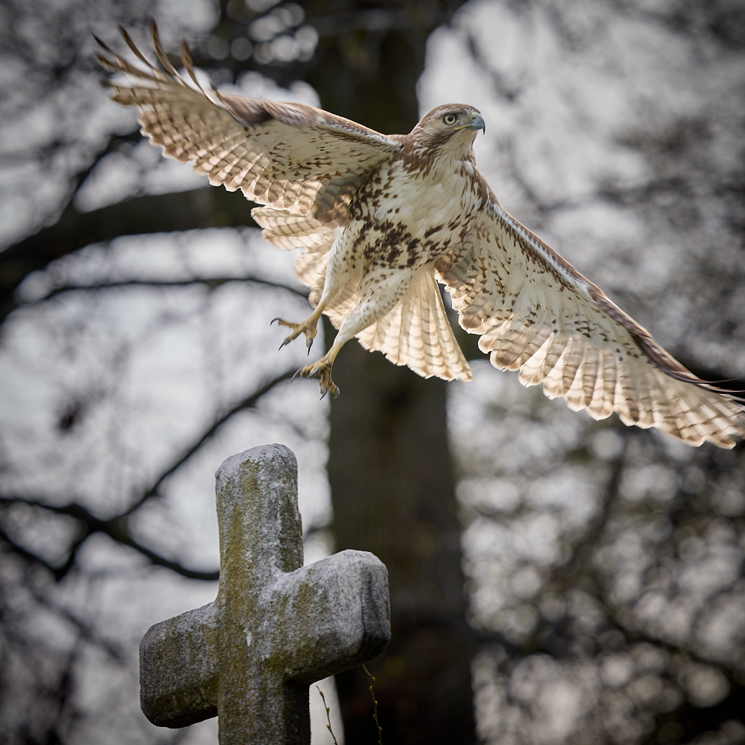 2025-04-06 ~ _R5_9325.jpg