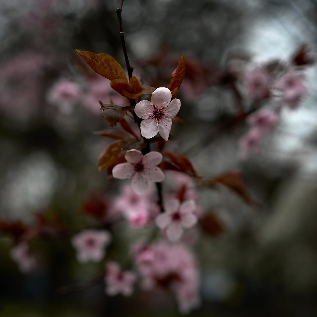 2025-04-07 ~ A7C05728.jpg