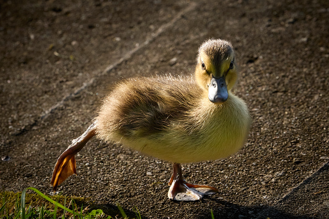 2025-07-06 ~ R52_2377.jpg