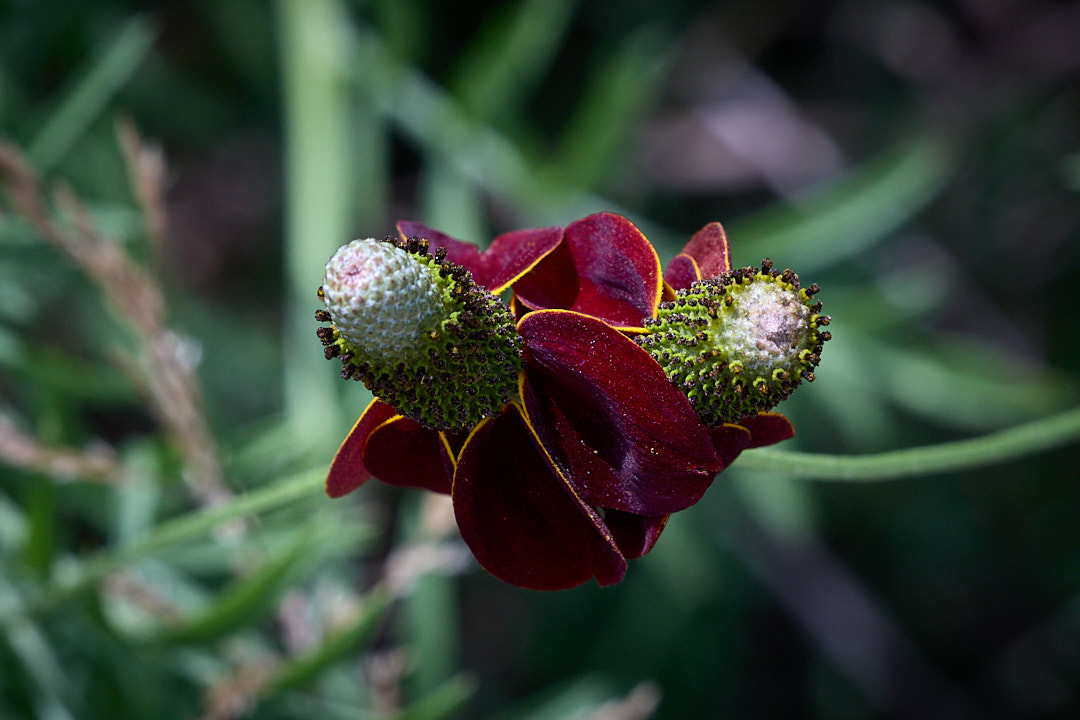 2025-07-17 ~ R52_4645.jpg