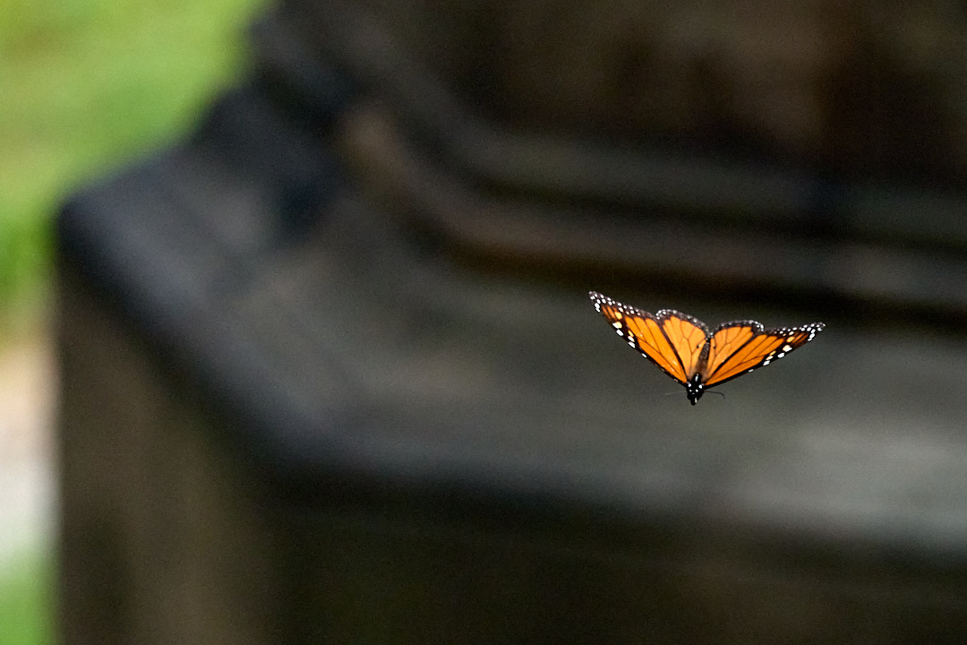 2025-08-02 ~ R52_6846.jpg