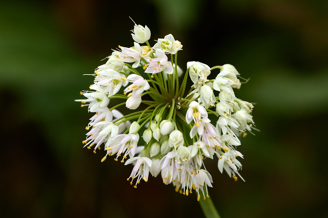 2025-08-04 ~ R52_7828.jpg