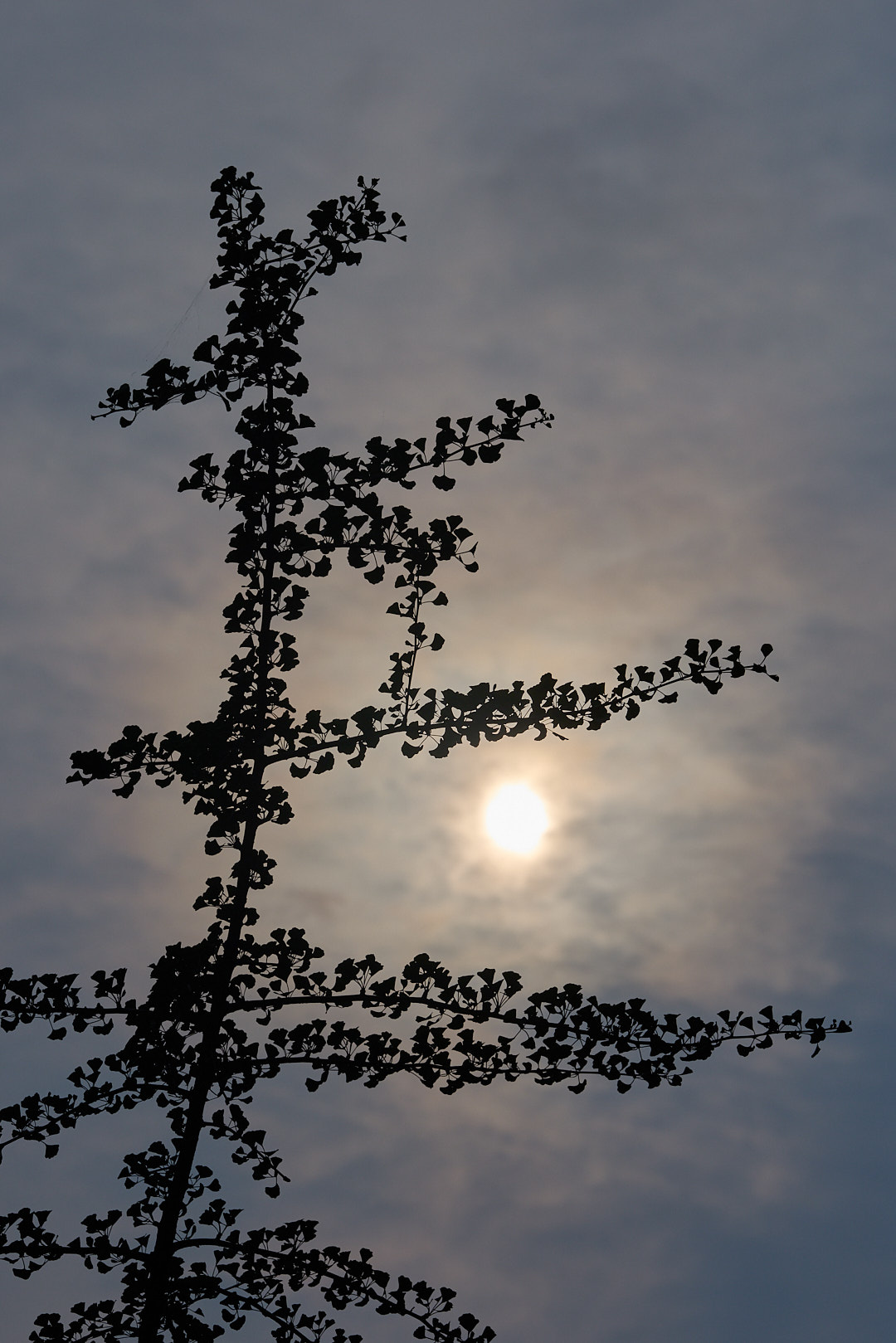 2025-08-06 ~ R52_8302.jpg