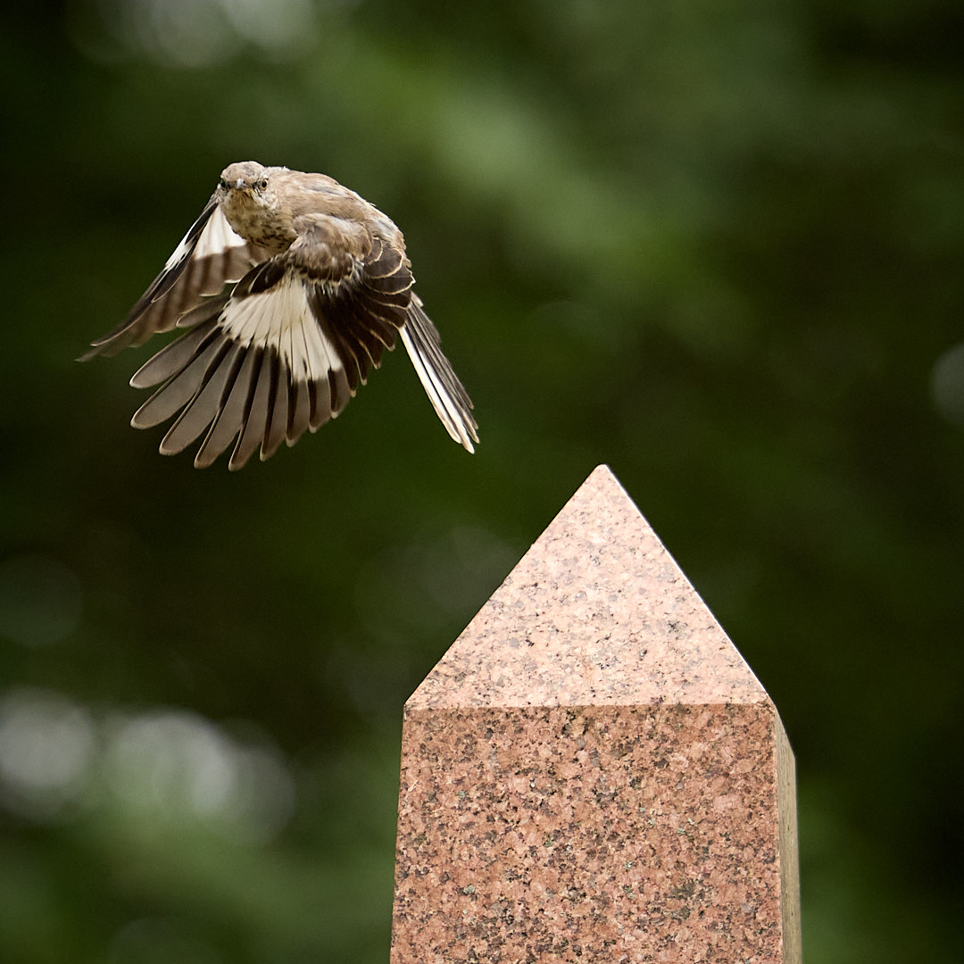 2025-08-06 ~ R52_8448.jpg