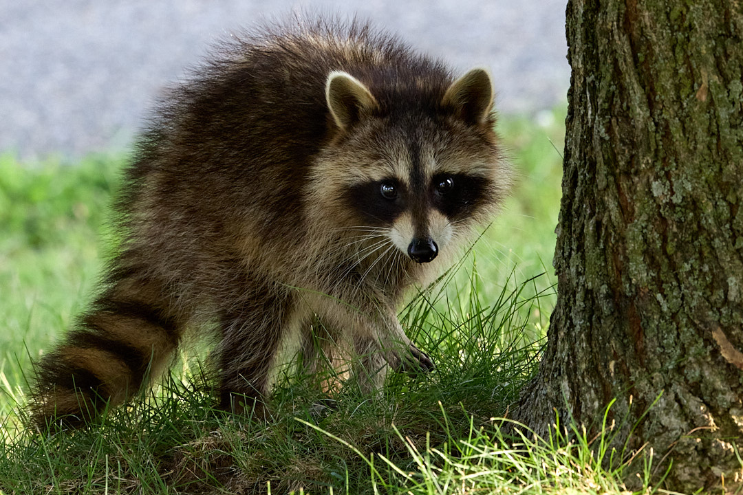 2025-08-10 ~ R52_9546.jpg