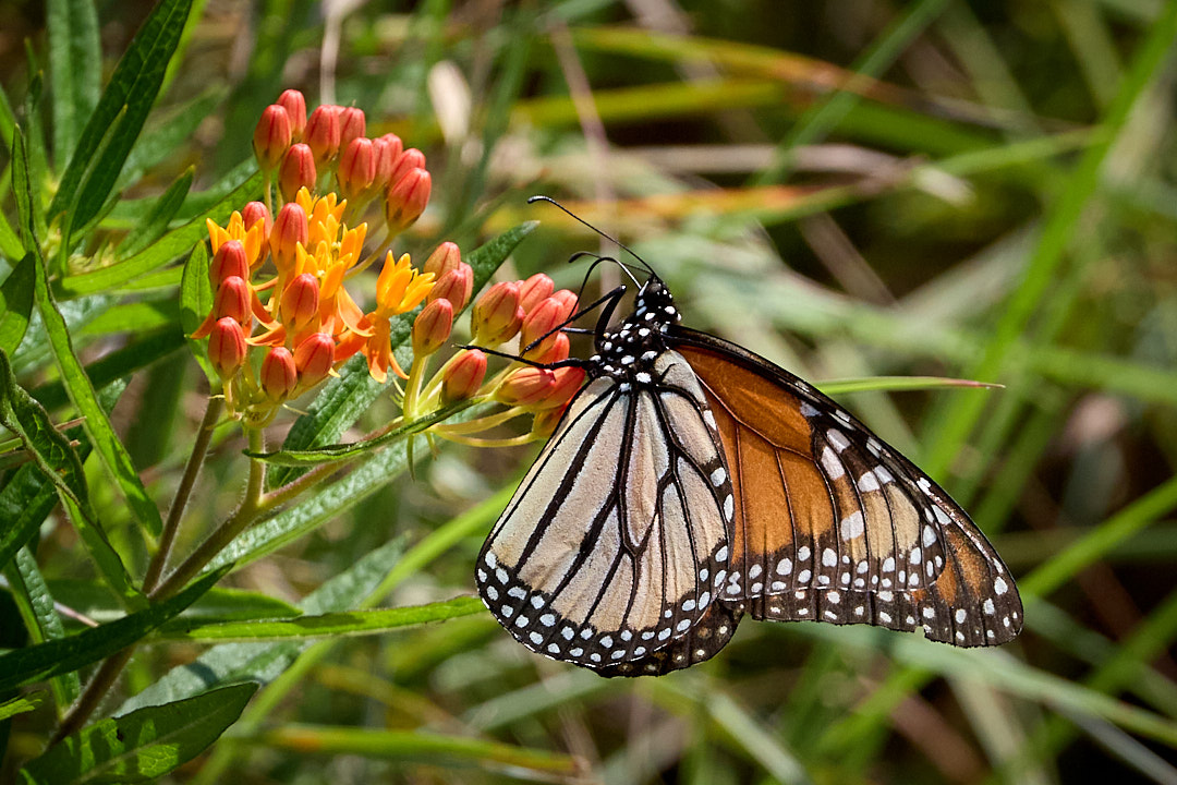 2025-08-15 ~ R52_0516.jpg