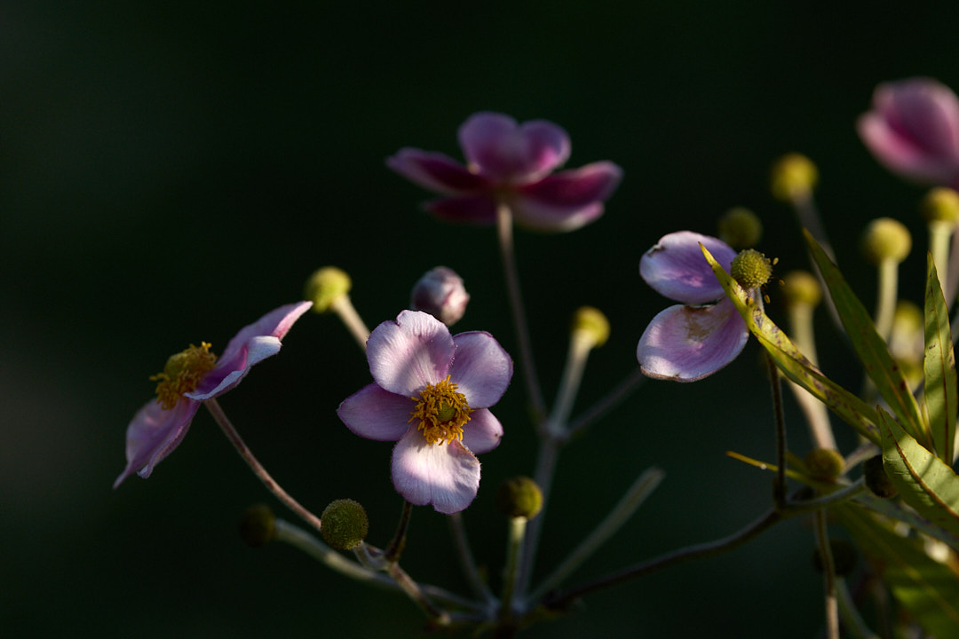 2025-09-21 ~ R52_9744.jpg