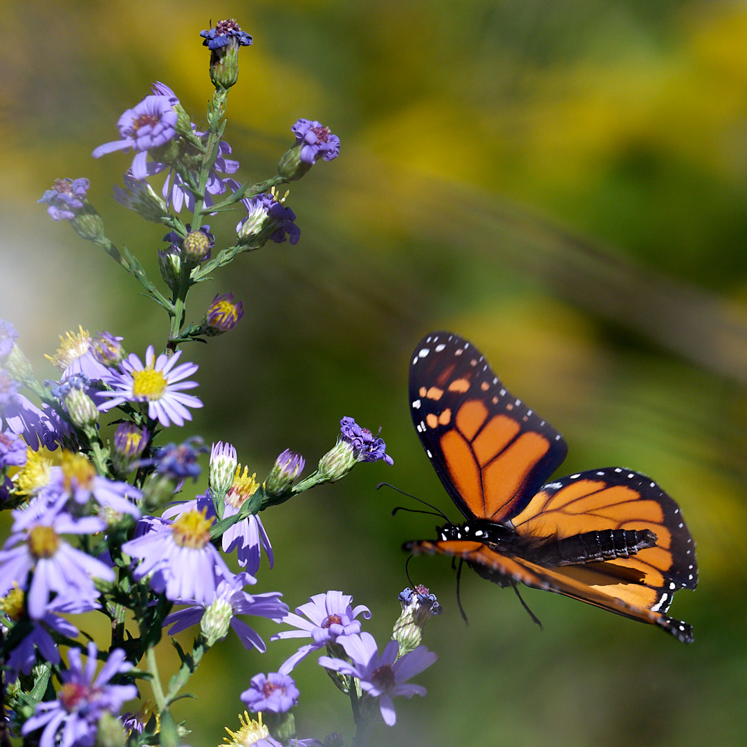 2025-10-03 ~ R52_2588.jpg