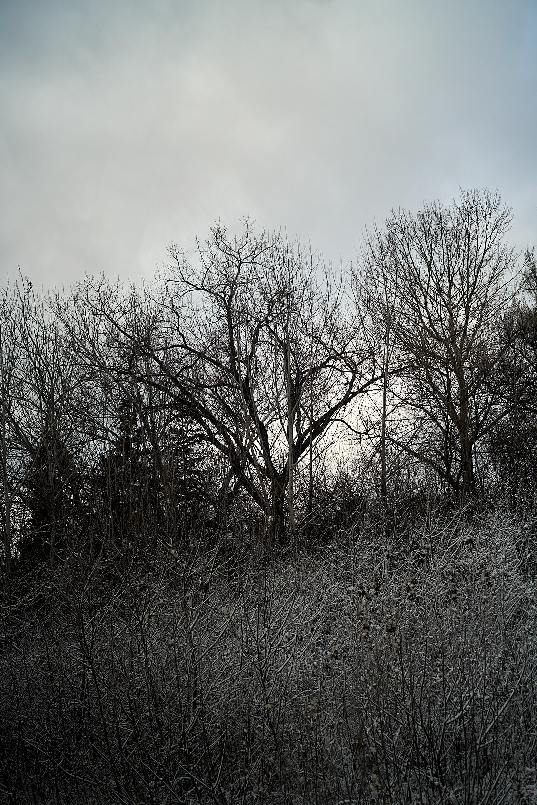 2025-11-26 ~ A7C08816.jpg