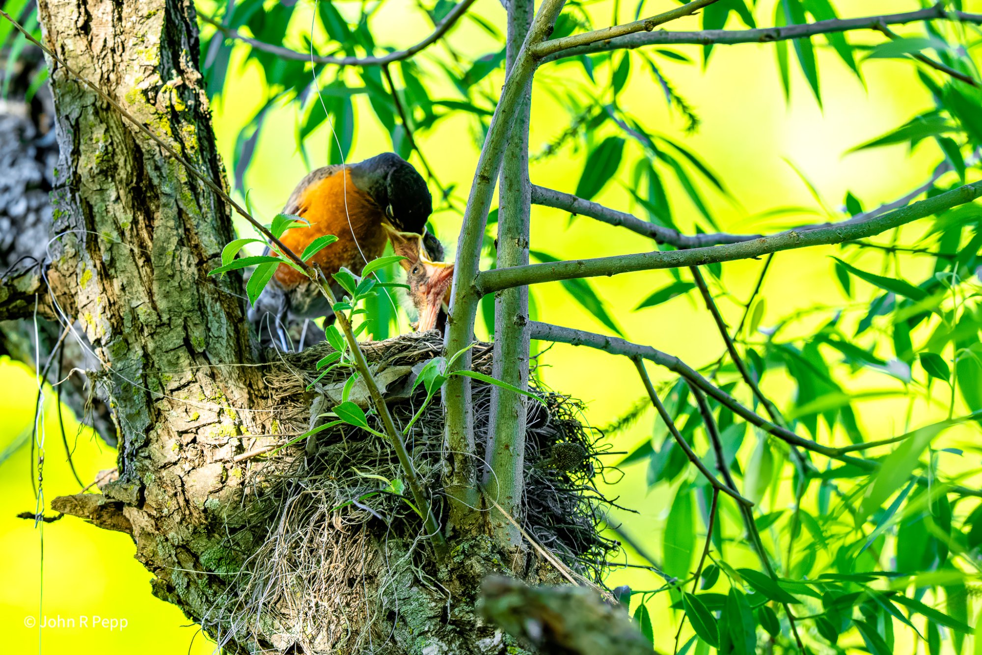 20250526-DSC02251-Edit-2.jpg
