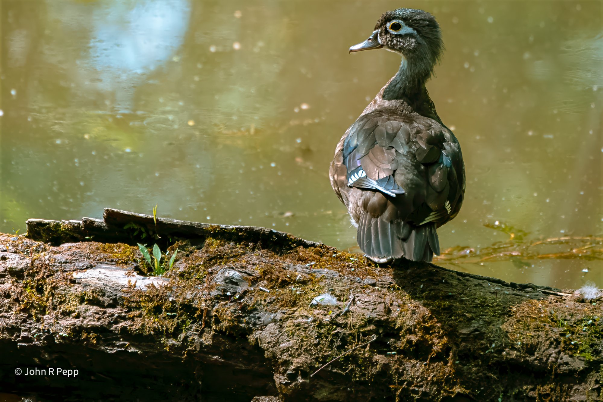 20250615-PEP06619-Edit-2.jpg