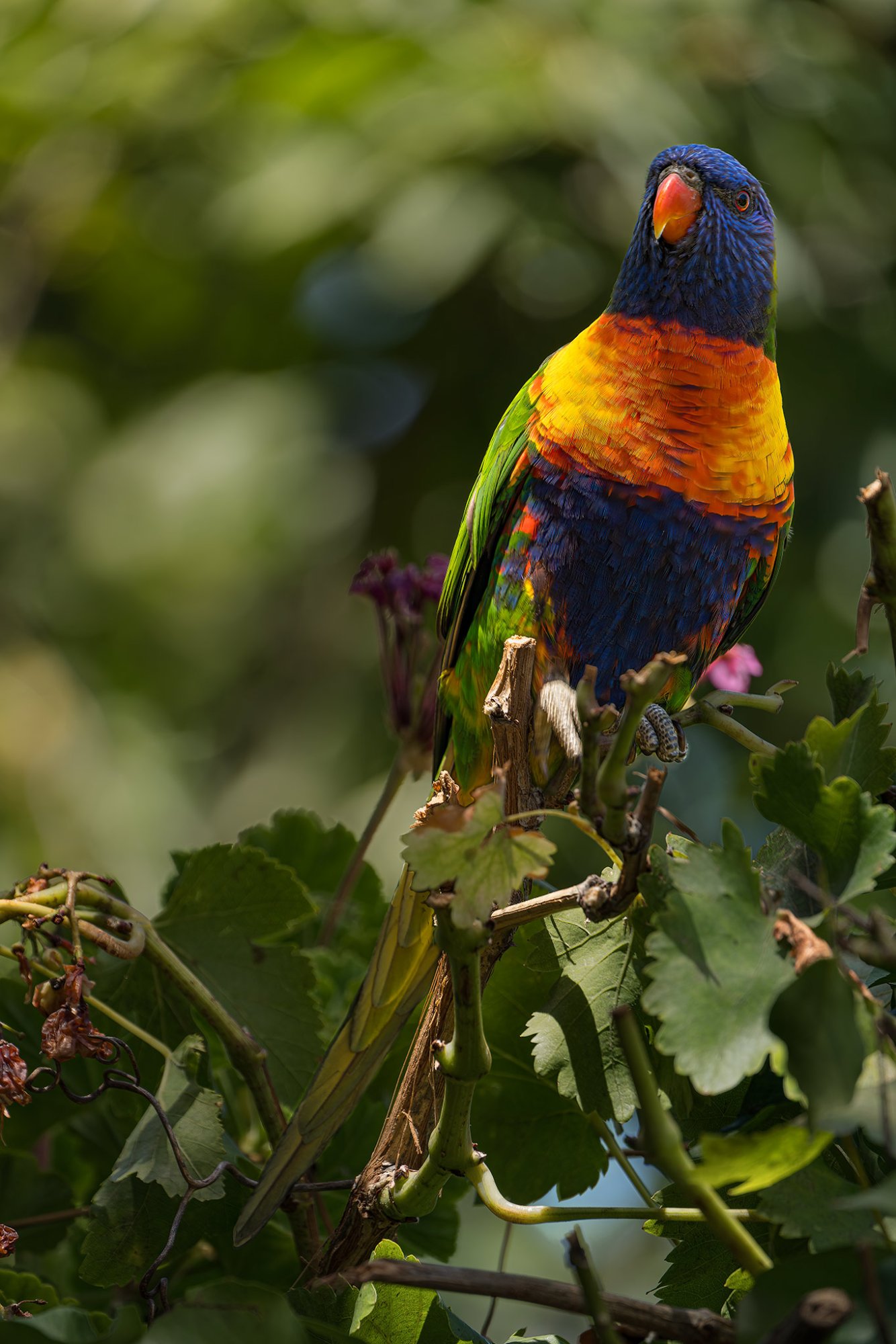 _7RV0005_Rainbow_Lorikeet.jpg