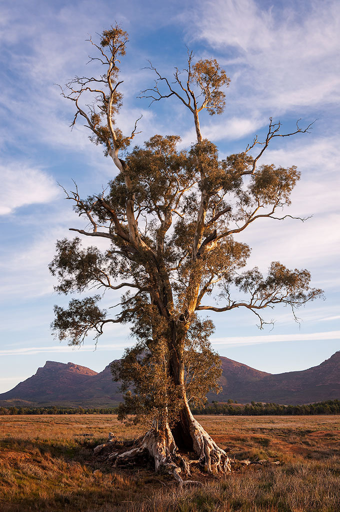 _IGP4009_Cazneaux_Tree.jpg
