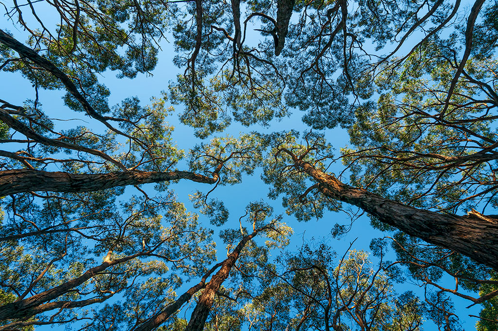 _IGP6794_Stringy_Bark_Forest.jpg