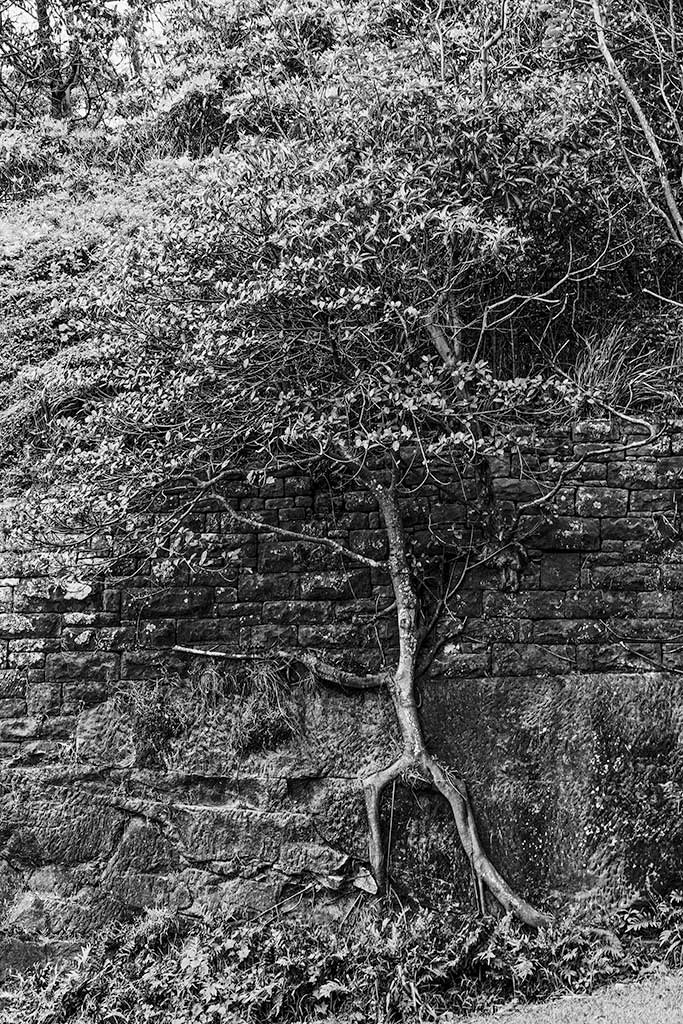 _VII0485_Tree_&_Wall.jpg