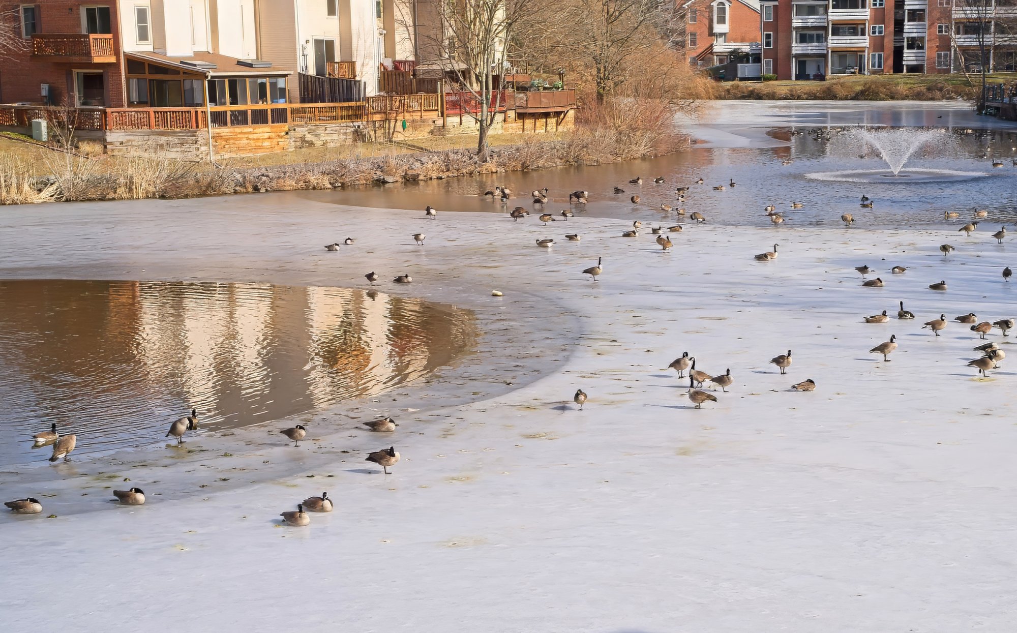 A Gathering of Geese on a January Day.jpeg