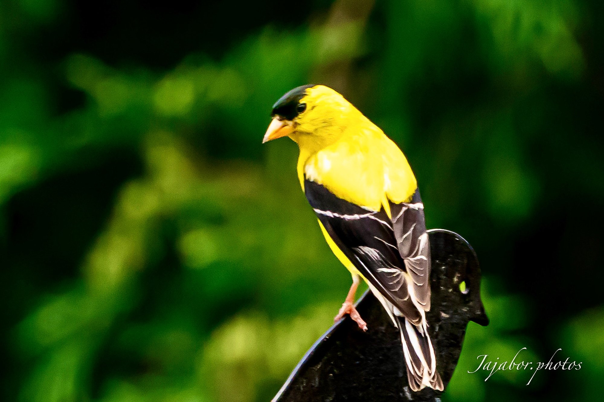 A91CBF8E-DFA5-4993-9D4E-1A39AD66328D 3.JPG