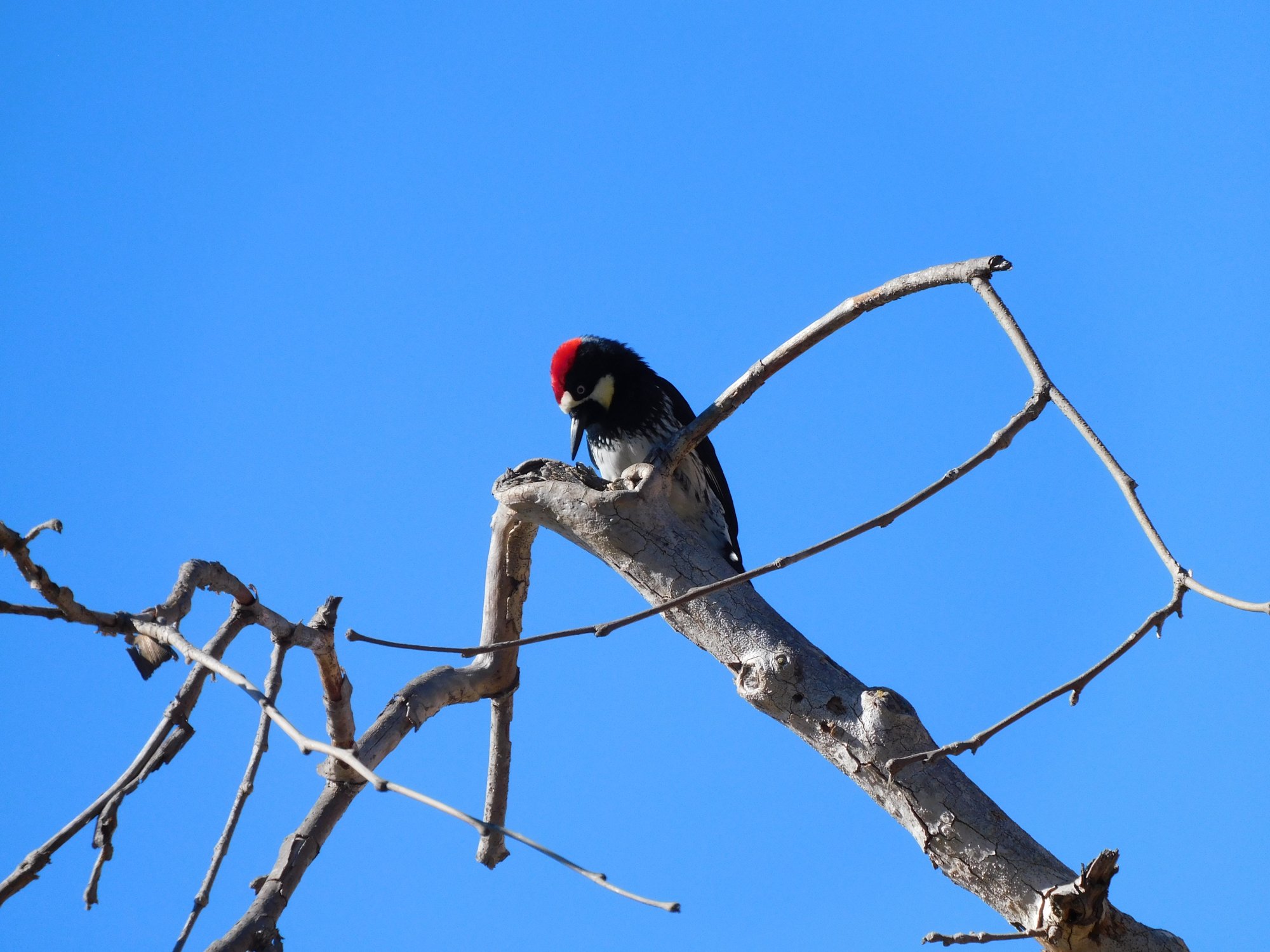 acorn wdpkr nice1.jpeg