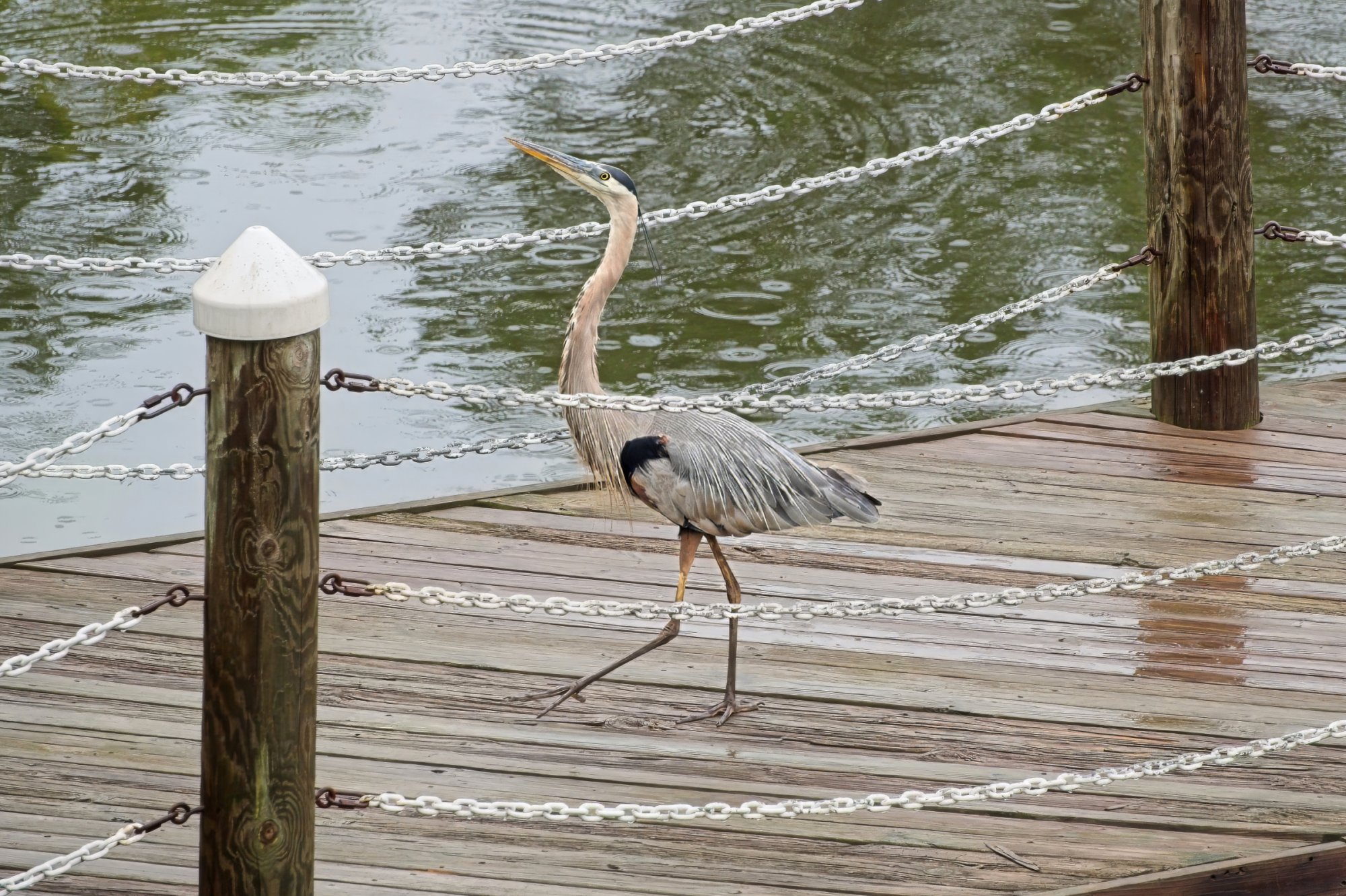 Alfred, Head Held High, Struts Proudly Along the Pier.jpeg