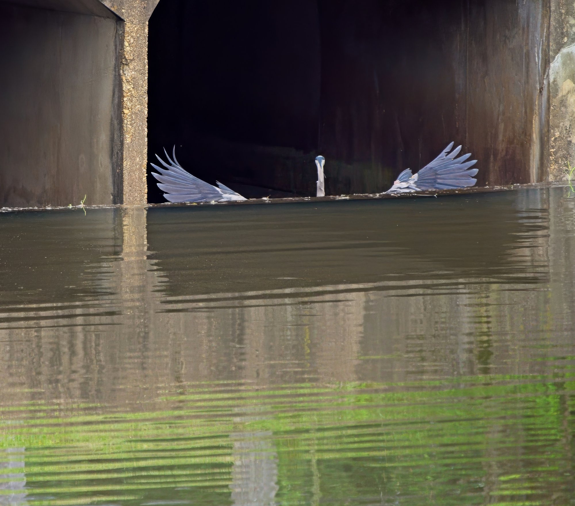 Alfred Spreads His Wings in the Culvert.jpeg