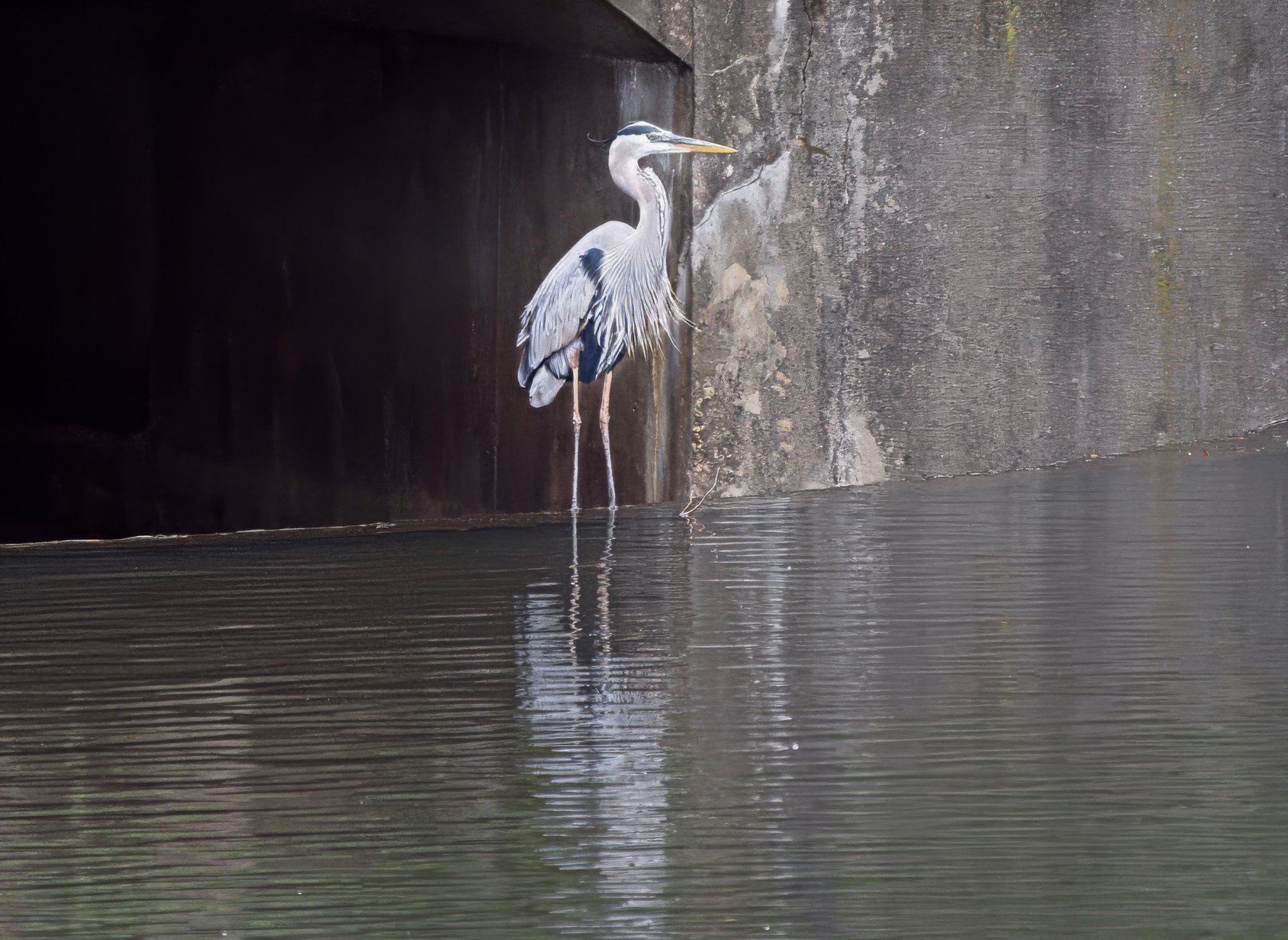 Alfred Standing in the Culvert.jpeg