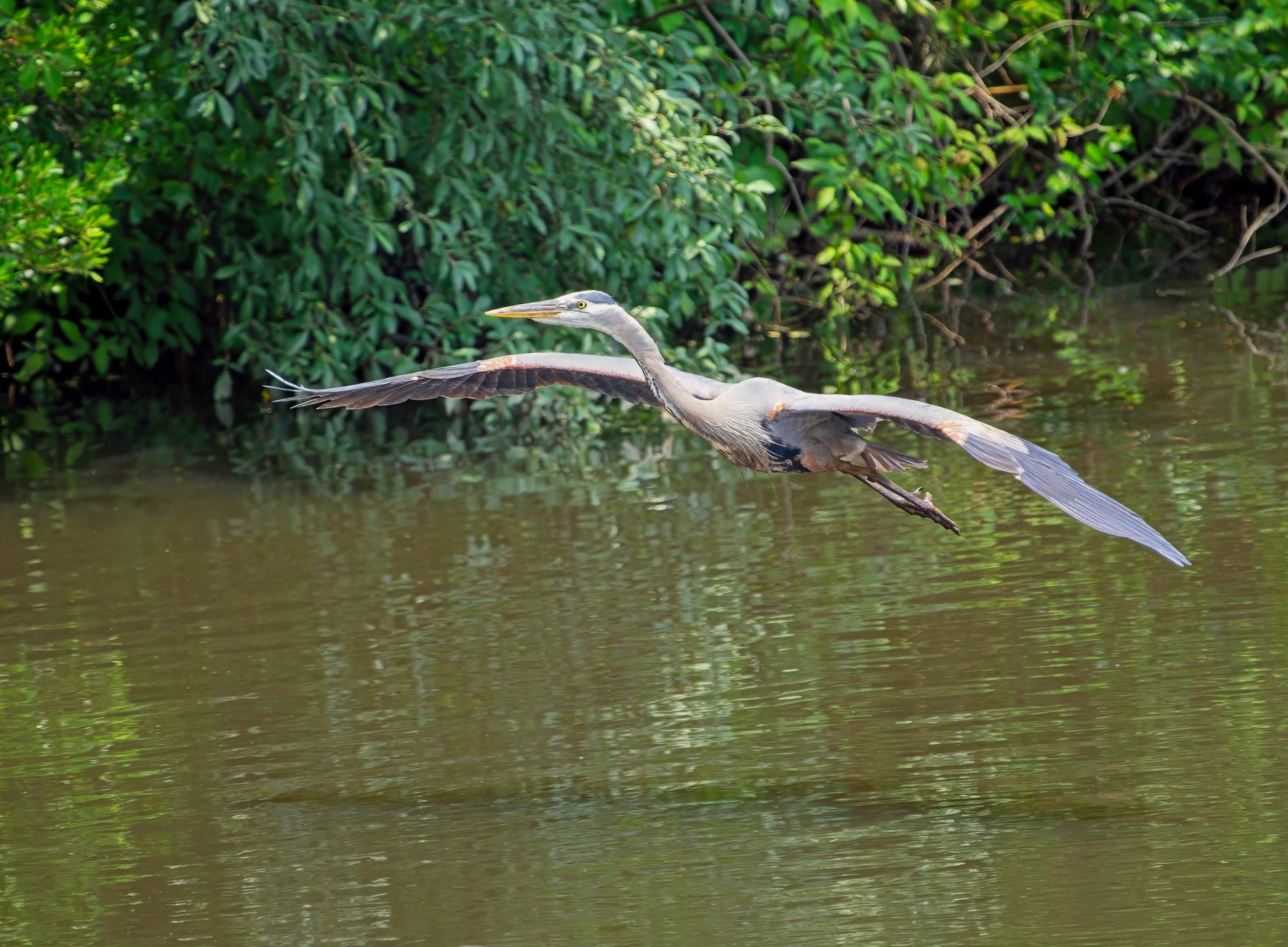 Alfred Winging His Way to Another Spot.jpeg
