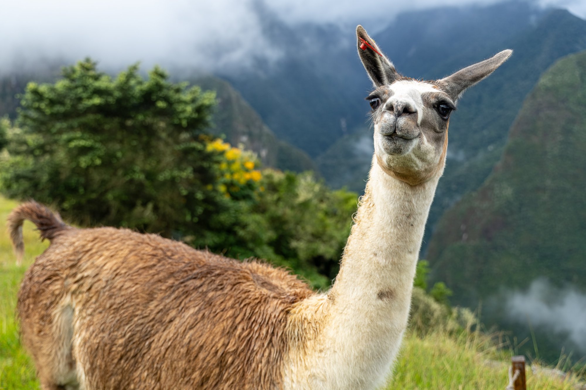 Alpaca.jpg