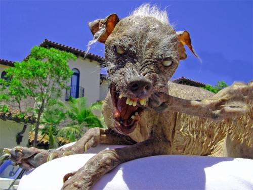 angrydoggie.jpg