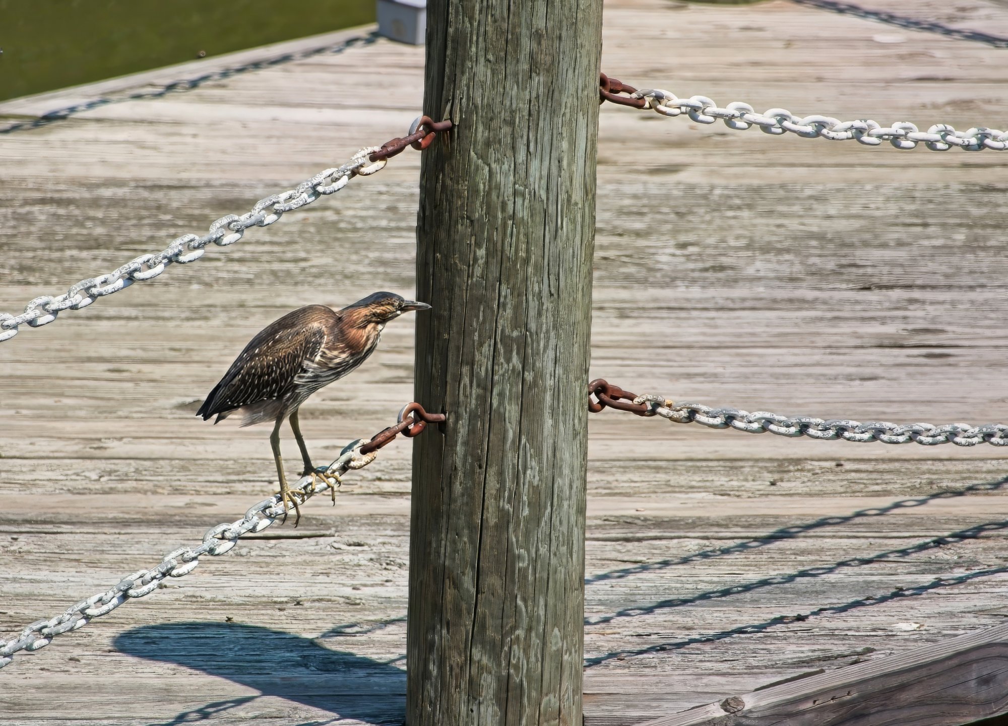 Anything Edible on Here?.jpeg