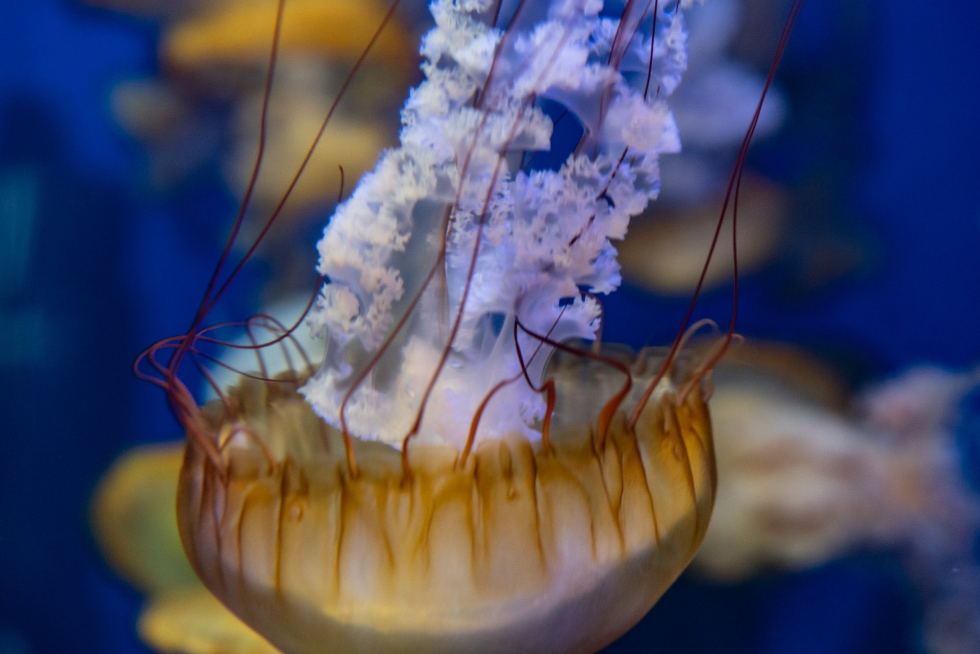 Aquarium of the Pacific - 2500px-22.JPG