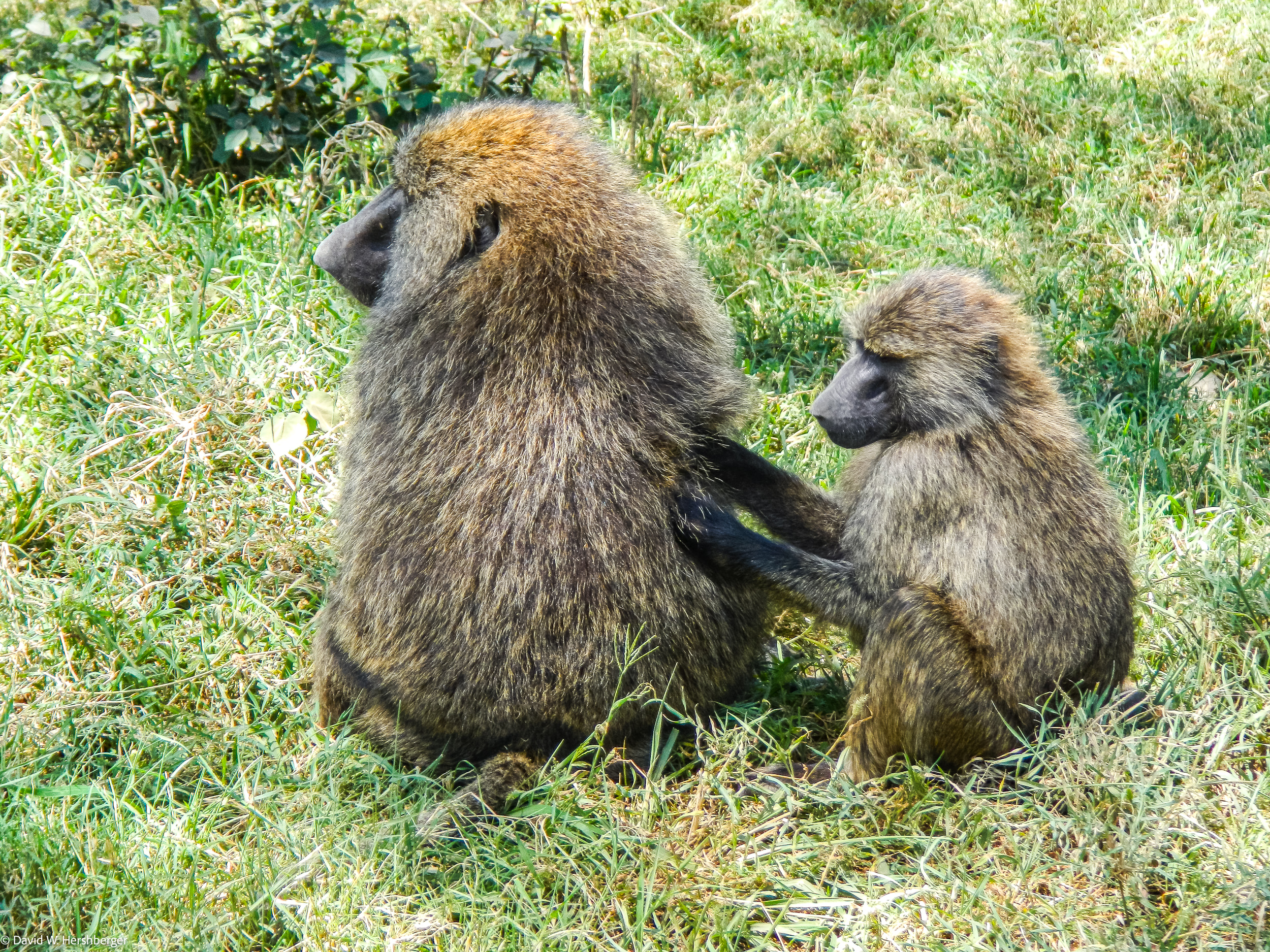 Baboons.jpg